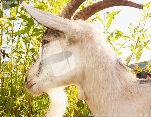 Image of Young white horned goat chewing