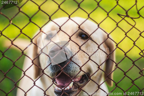 Image of Yellow Labrador Retriever Behind Fence