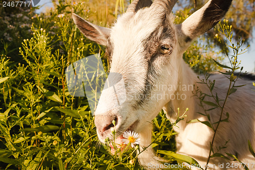 Image of Young white horned goat chewing