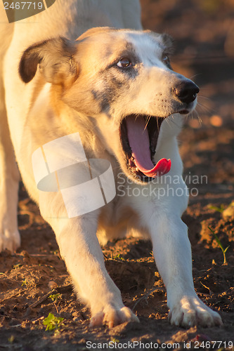Image of Yawning Dog. Close Up Portrait