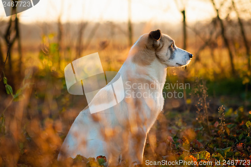 Image of White Dog. Close Up Portrait