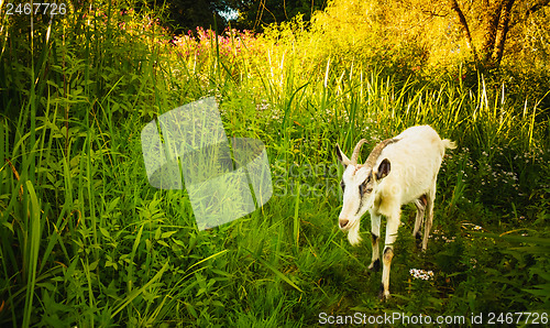 Image of White Goat