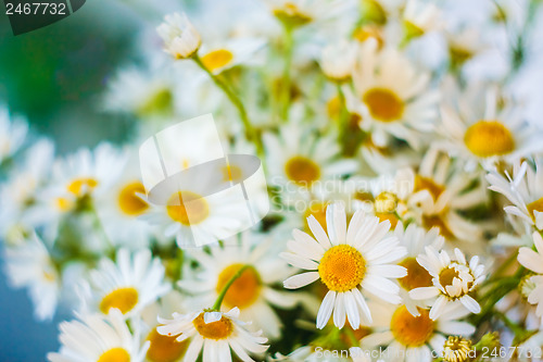 Image of White Camomiles Flowers