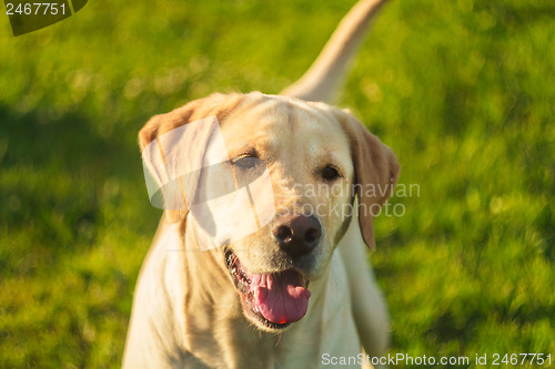 Image of Young Labrador