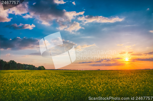 Image of Wheat Field At Sunset