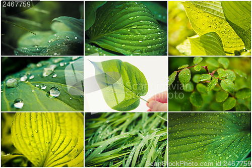 Image of Water Drops On The Fresh Green Leaf