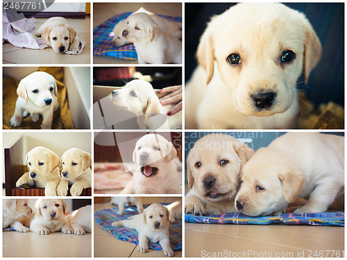 Image of White Retriever Puppy Of 7 weeks Old. 
