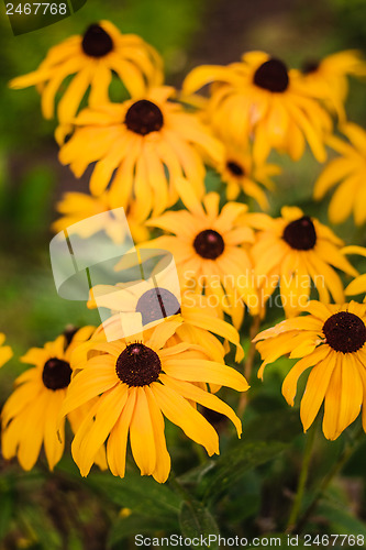 Image of Yellow Echinacea Flowers