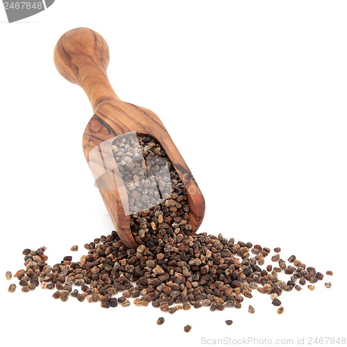 Image of Coriander Seed