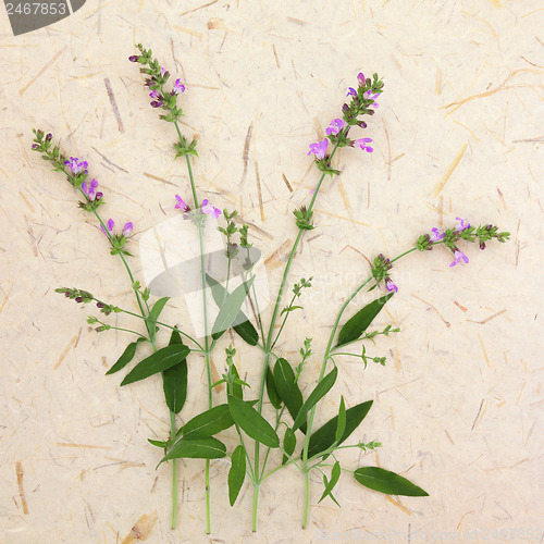 Image of Sage Herb Flowers