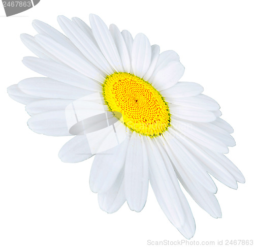Image of camomile