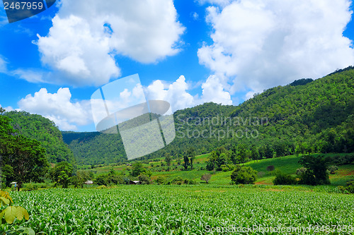 Image of Corn farm in countryside of Thailand 