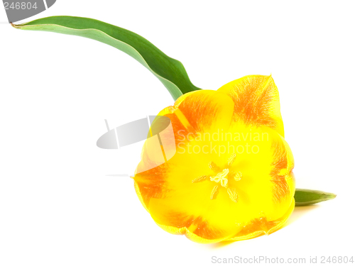 Image of tulip