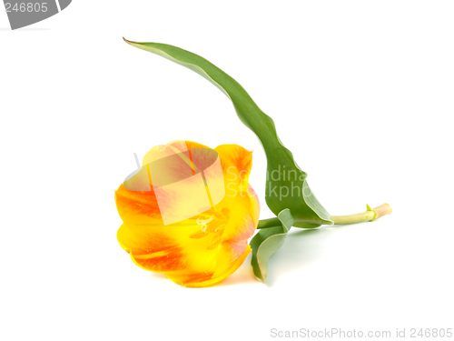 Image of tulip