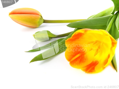 Image of tulip