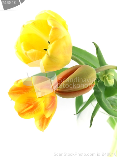 Image of tulip