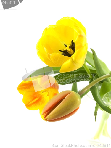 Image of tulip