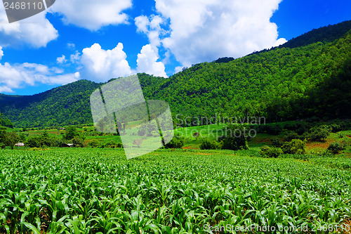 Image of Corn farm in countryside of Thailand 