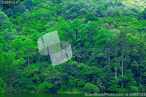 Image of Landscape of trees with reflection on lake under blue sky. 
