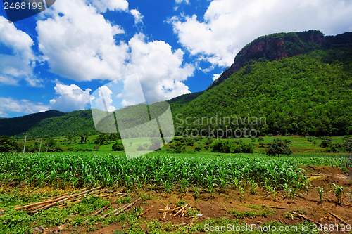 Image of Corn farm in countryside of Thailand 