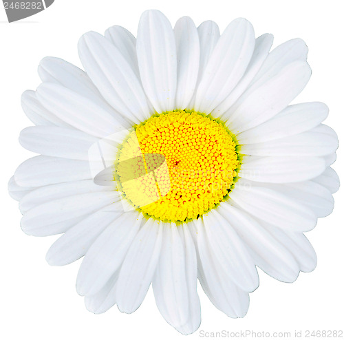 Image of camomile