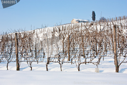 Image of Tuscany: wineyard in winter