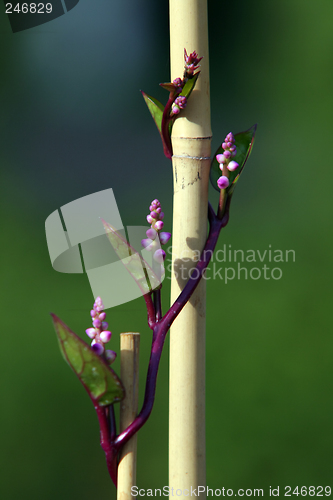 Image of flower