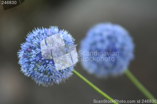 Image of Allium