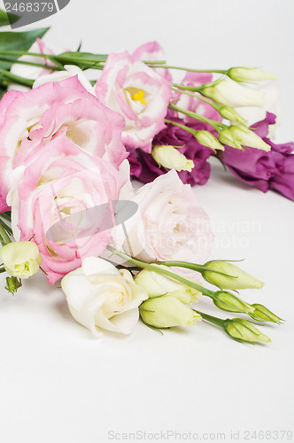 Image of Beautiful eustoma flowers