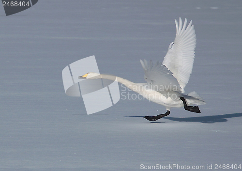 Image of Whooper swan