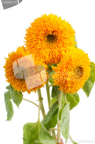 Image of Three sunflowers