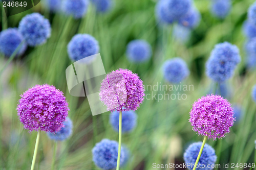 Image of Allium Giganteum