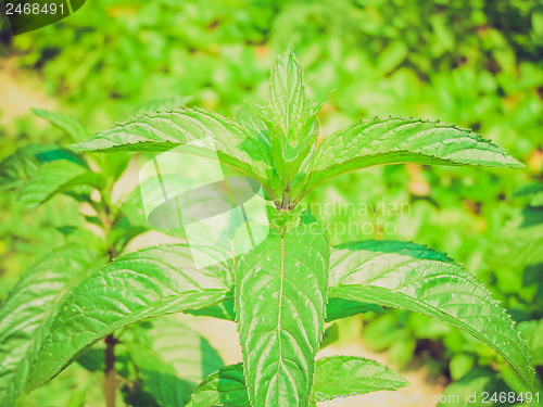 Image of Retro look Peppermint