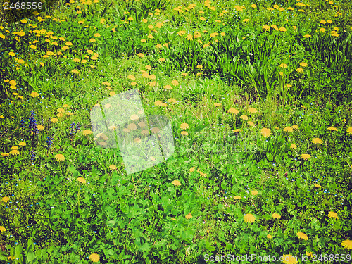 Image of Grass background