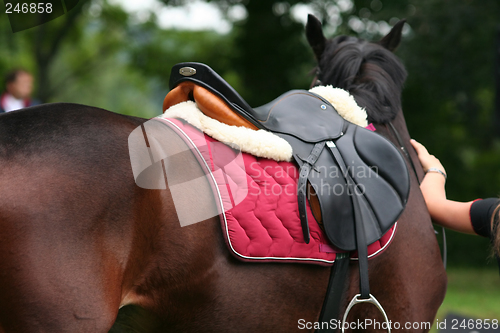 Image of Saddle