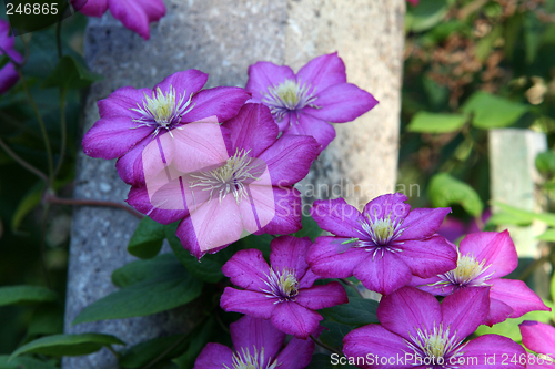 Image of Clematis