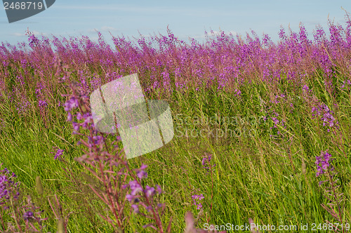 Image of Beautiful field view