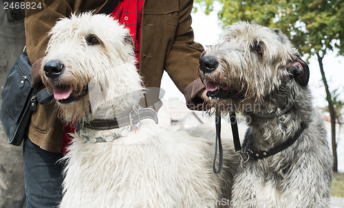 Image of Two Giant schnauzer dogs