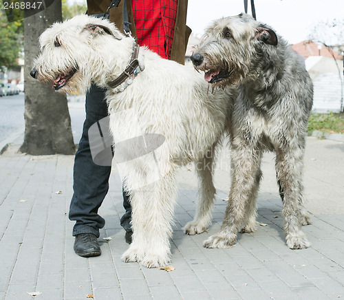 Image of Two Giant schnauzer dogs
