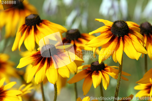 Image of rudbeckia