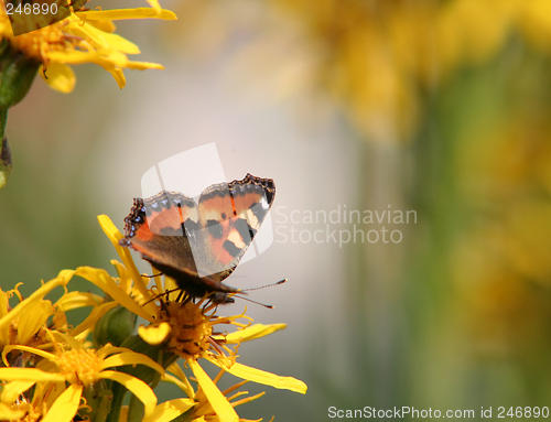 Image of butterfly