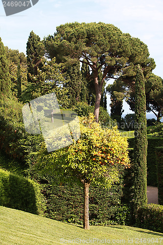 Image of orange tree