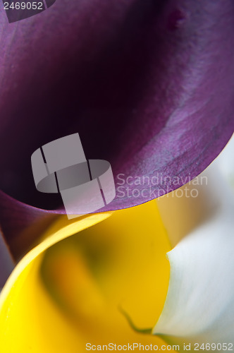 Image of Macro shot of callas