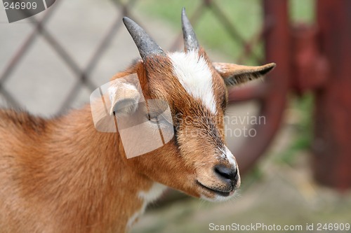 Image of goat