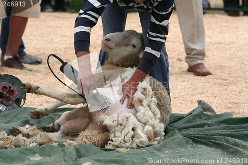 Image of sheep shearing