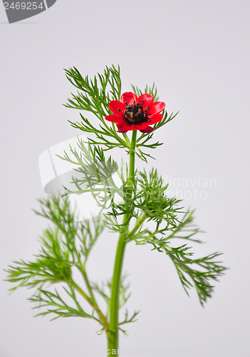 Image of Pheasant's eye (Adonis flammea)