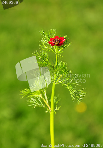 Image of Pheasant's eye (Adonis flammea)