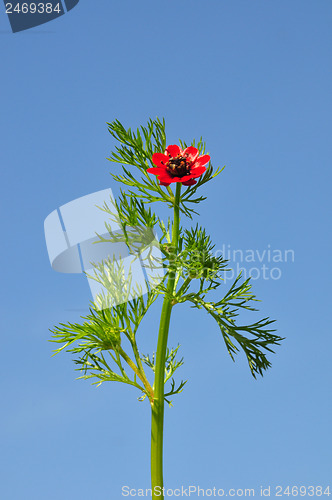 Image of Pheasant's eye (Adonis flammea)