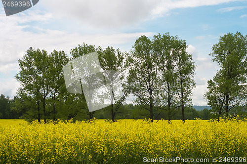 Image of Spring landscape