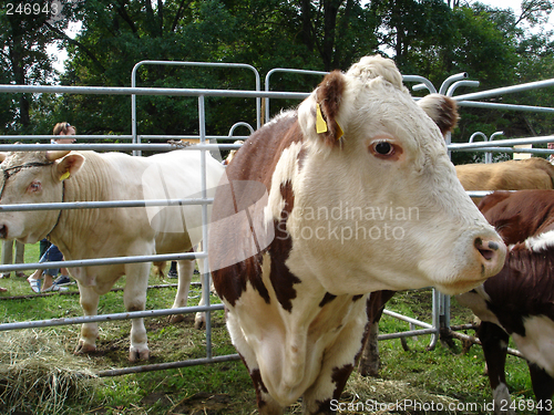 Image of Bull